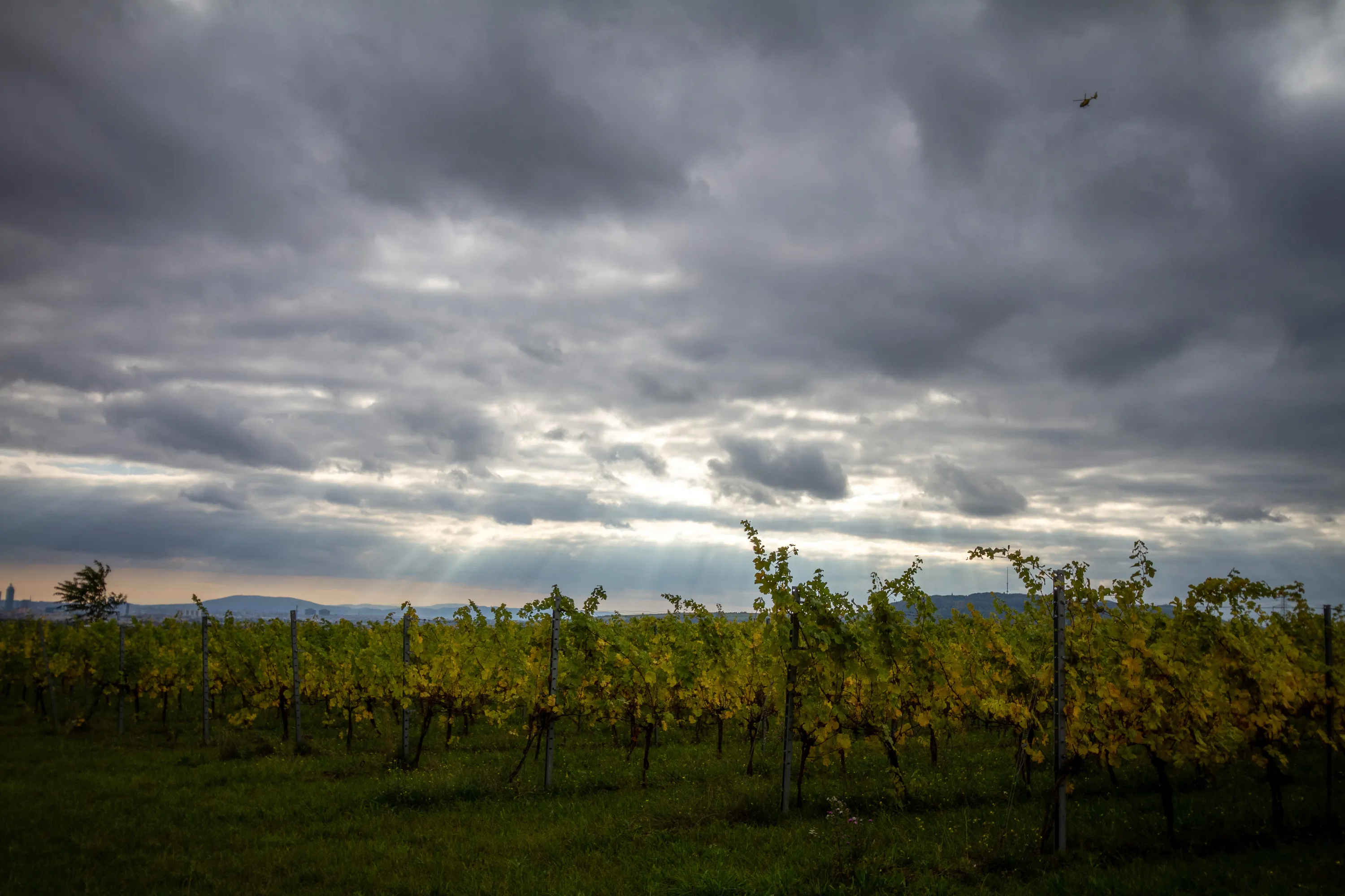 Bisamberg Stadtwanderweg 5